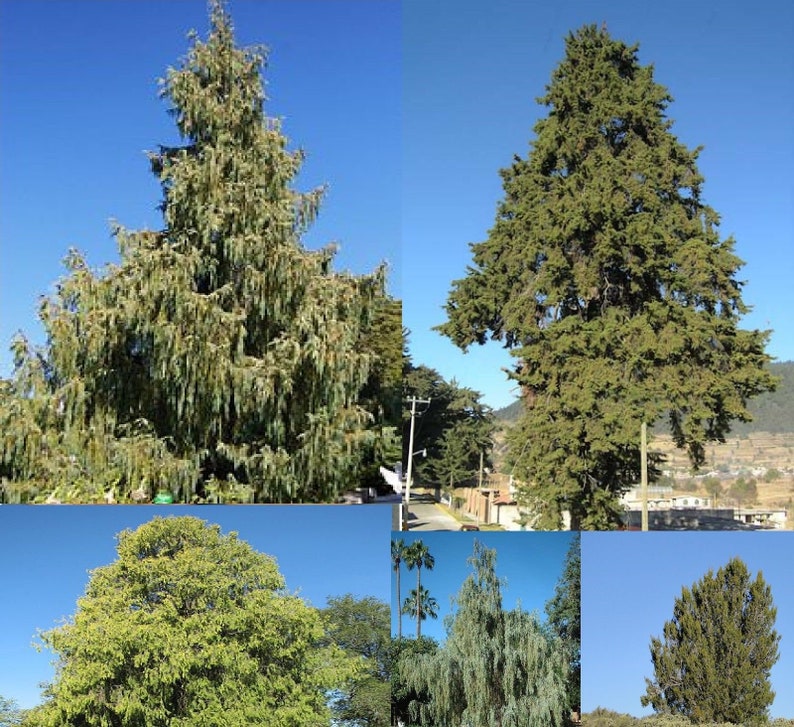 30 Cupressus Cashmeriana seeds Kashmir cypress, butan cypress, cupressus blue cascade image 5