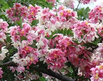 Cassia Javanica, Appleblossom Tree - Pink Shower Tree - 10 Seeds