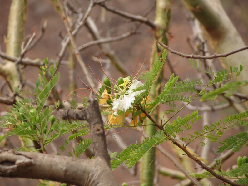 Delonix elata Poinciana elata White Gul Mohur, Creamy Peacock Flower, Yellow Gul Mohur 5 Seeds image 5