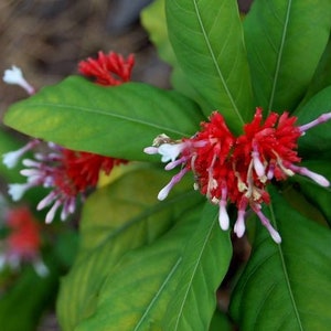 Rauvolfia serpentina Rauwolfia Snakeroot indien Devil Pepper 5 Graines image 6