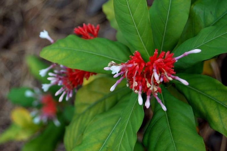 Rauvolfia serpentina Rauwolfia Snakeroot indien Devil Pepper 5 Graines image 6