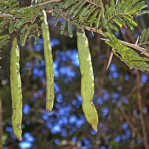 Acacia sieberiana Paperbark Thorn 10 Seeds image 5