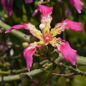 Chorisia speciosa 10 seeds seeds Ceiba speciosa Tree Bottle of false Kapok image 5