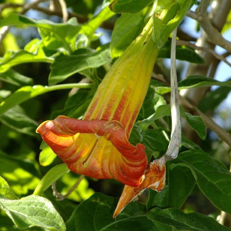 Variegated Brugmansia Angel's Trumpet – Rare Tropical Plant Unrooted Cutting