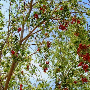 Pithecellobium dulce Madras Thorn Manilla Tamarind 10 Seeds image 7