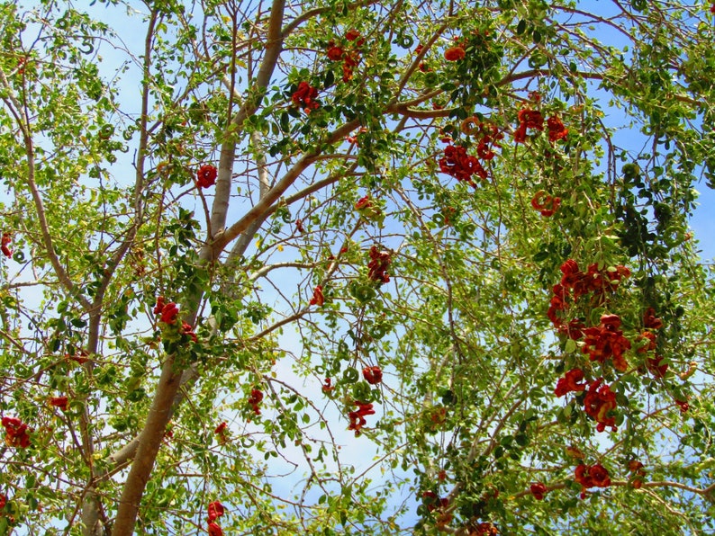 Pithecellobium dulce Madras Thorn Manilla Tamarind 10 Seeds image 7