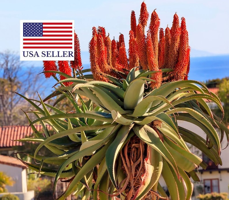 Aloe Barberae Seeds Tree aloe tree, giant baby of africa 5 Fresh Seeds image 1