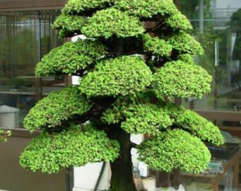 Cryptomeria Japonica - Japanese Cedar, Sugi - Bonsai Tree - 100 Seeds