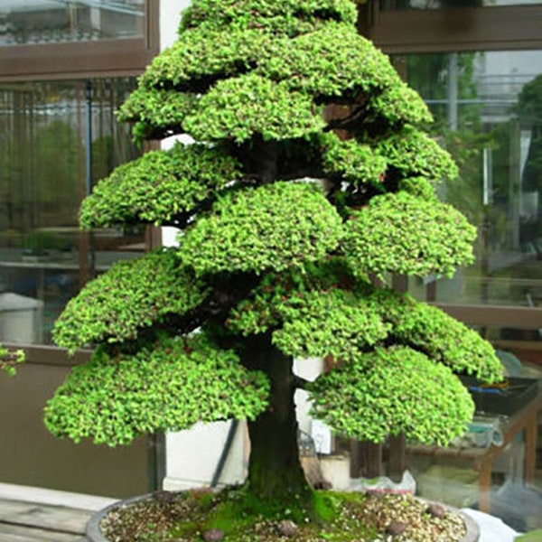 Cryptomeria Japonica - Japanese Cedar, Sugi - Bonsai Tree - 100 Seeds