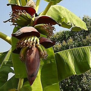 Musa thomsonii seeds RARE HARDY BANANA Exotic Thomson's Banana 10 Seeds image 2