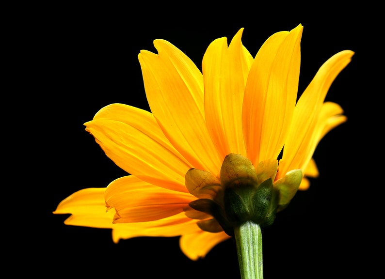 Tithonia diversifolia / Mirasolia diversifolia Japanese Sunflower, Tree Marigold, Mexican Tournesol, Mexican Sunflower 400 Seeds image 4