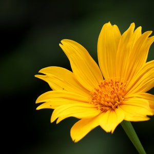 Tithonia diversifolia / Mirasolia diversifolia Japanese Sunflower, Tree Marigold, Mexican Tournesol, Mexican Sunflower 400 Seeds image 2