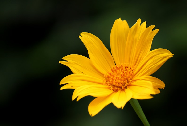 Tithonia diversifolia / Mirasolia diversifolia Japanese Sunflower, Tree Marigold, Mexican Tournesol, Mexican Sunflower 400 Seeds image 2