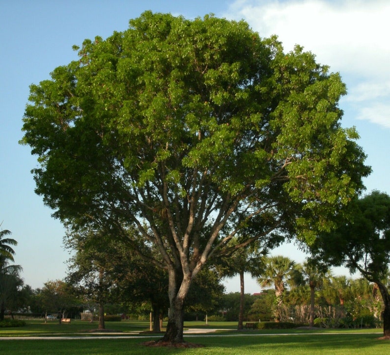 Dalbergia Sissoo 50 Seeds shisham jacaranda, sheesham wood, shisham wood, indian rosewood image 1