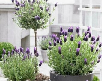 Lavandula Pedunculata seeds - Lavender Butterfly, Papillon Lavandula, Alfazema Papillon, Spanish Lavender - 20 seeds