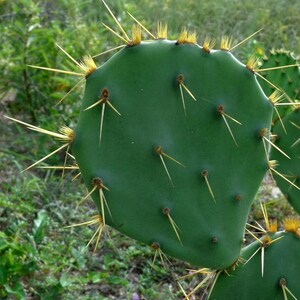 Opuntia dillenii stricta Cactus dillenii Opuntia Prickly Cactus, Dillen Prickly Pear, Sweet Prickly Pear, Eltham Indian Fig 10 Seeds image 8