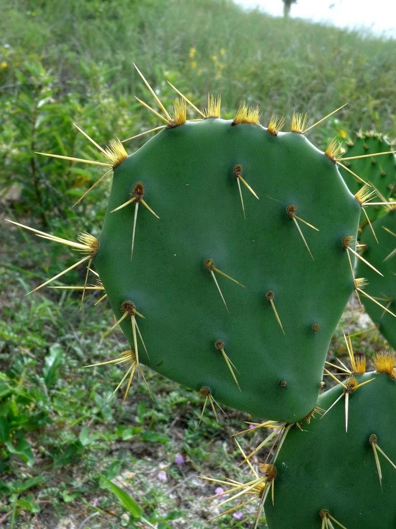 Opuntia dillenii stricta Cactus dillenii Opuntia Prickly Cactus, Dillen Prickly Pear, Sweet Prickly Pear, Eltham Indian Fig 10 Seeds image 8