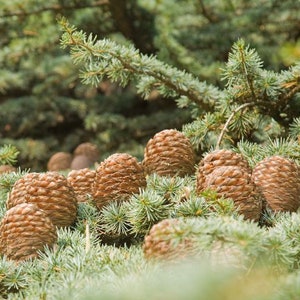 Deodar Cedar Cedrus deodara, Himalaya cedar 10 Seeds image 3
