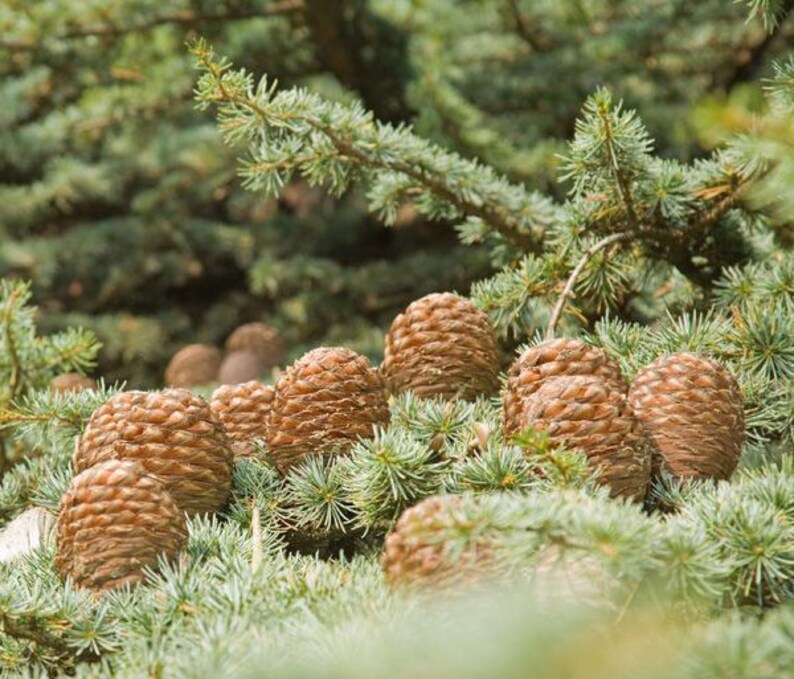Deodar Cedar Cedrus deodara, Himalaya cedar 10 Seeds image 3