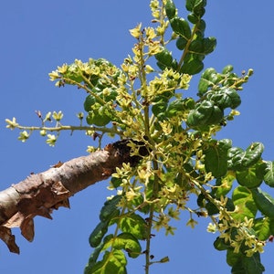Boswellia Serrata Seeds Indian Olibanum Seeds Indian Frankincense Tree Seeds Boswellia Serrata Seeds Indian Olibanum Seeds Indian Frankincense Tree Seeds