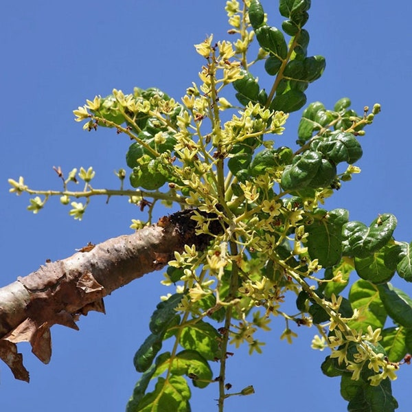 Boswellia serrata - India Frankincense, Salai Guggal, Shallaki - 5 Seeds