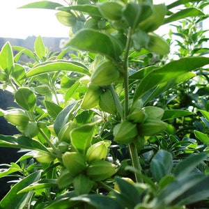 50 Ashwagandha Seeds Organic Withania somnifera Seeds Indian Ginseng USA SELLER image 3