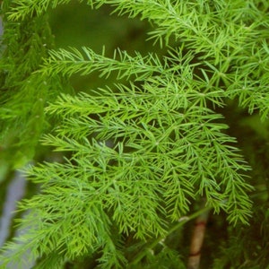 Asparagus racemosus Shatavari 20 seeds image 3