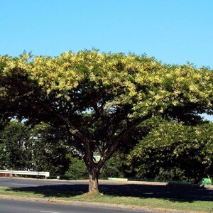 Acacia sieberiana Paperbark Thorn 10 Seeds image 6