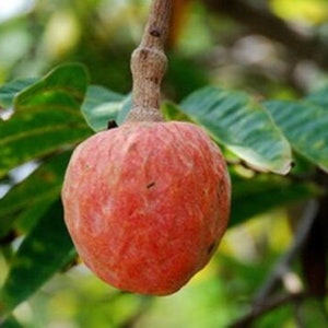 Annona Reticulata Custard Apple Chirimoya Corazón 10 SEEDS For Planting Wild Sweetsop, Soursop and Bullock's Heart image 3