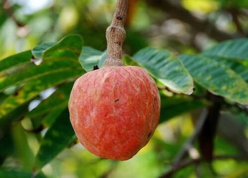 Annona Reticulata Custard Apple Chirimoya Corazón 10 SEEDS For Planting Wild Sweetsop, Soursop and Bullock's Heart image 3