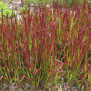 Imperata Cylindrica Rubra red baron 100 Seeds Japanese Blood Grass image 3