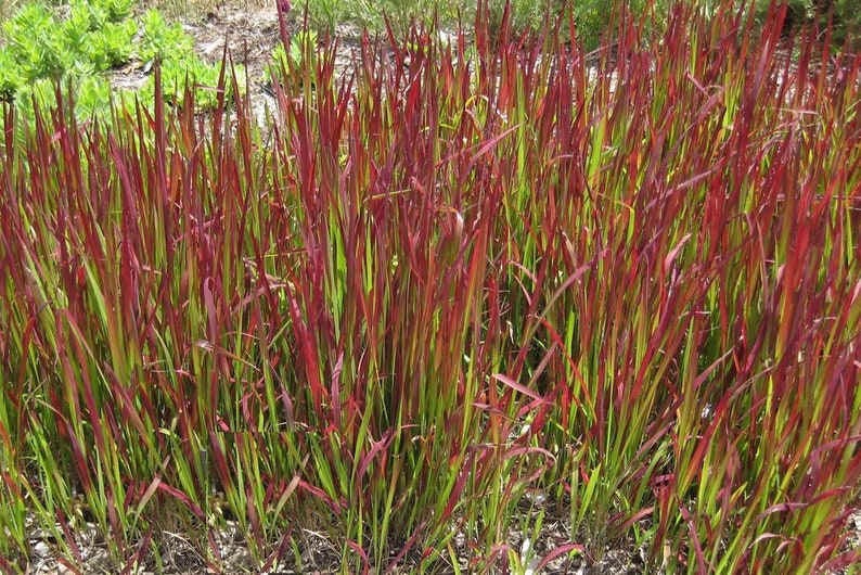 Imperata Cylindrica Rubra red baron 100 Seeds Japanese Blood Grass image 3