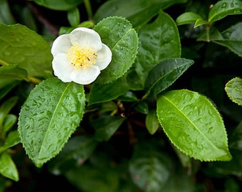 Camellia sinensis Darjeeling - Tea Plant - 5 Seeds