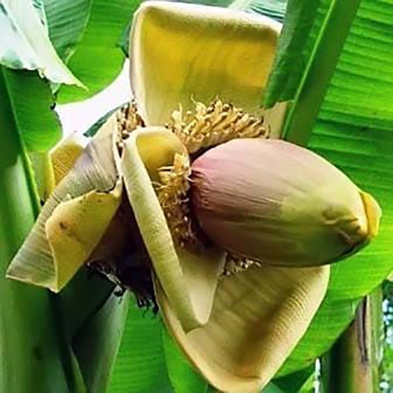 Musa thomsonii seeds RARE HARDY BANANA Exotic Thomson's Banana 10 Seeds image 5