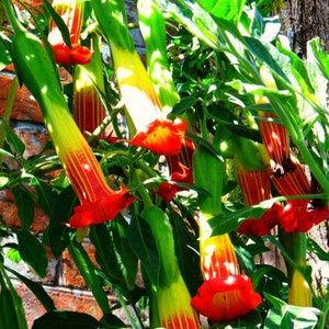 Brugmansia sanguinea Red Angel's Trumpet, Red Brugmansia, Red Datura Tree, Red Angel Trumpet Tree, Scarlet Angels image 4