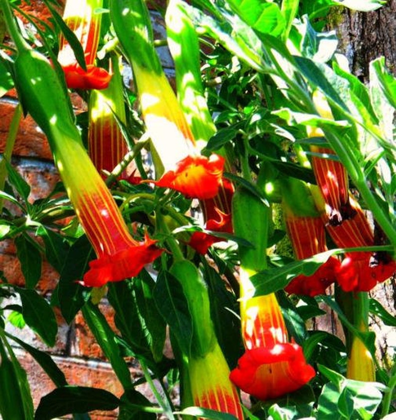 Brugmansia sanguinea Red Angel's Trumpet, Red Brugmansia, Red Datura Tree, Red Angel Trumpet Tree, Scarlet Angels image 4