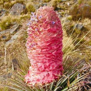 Puya weberiana 5 Semi Carmine Princess Flower MOLTO RARO immagine 2