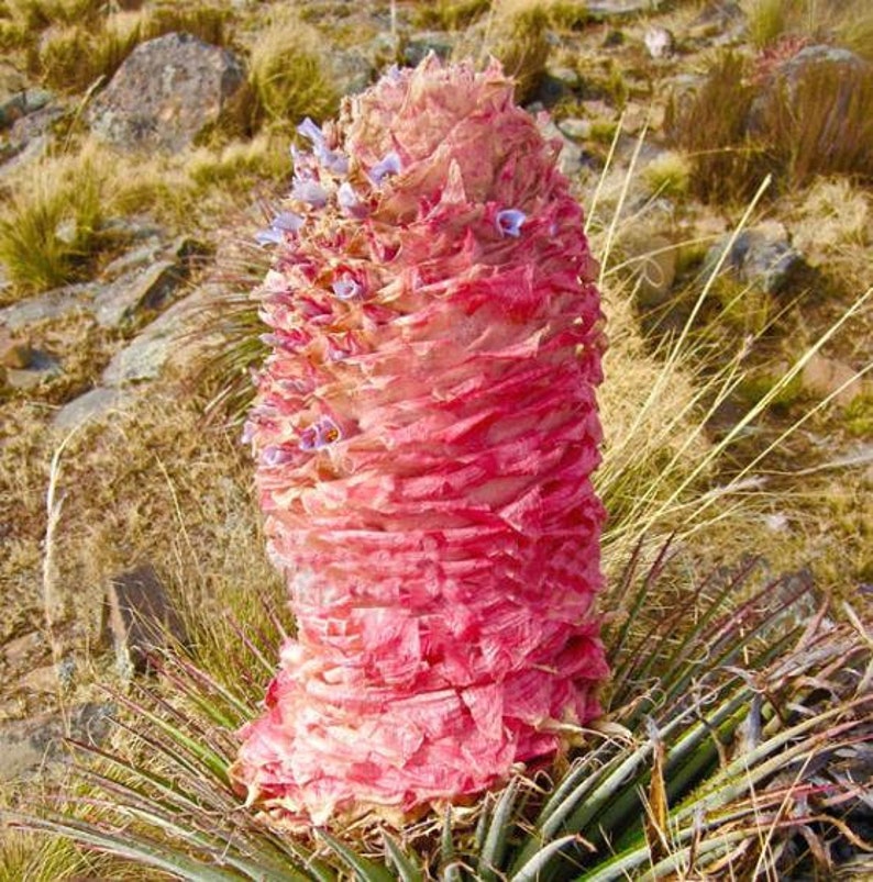 Puya weberiana 5 Semi Carmine Princess Flower MOLTO RARO immagine 2