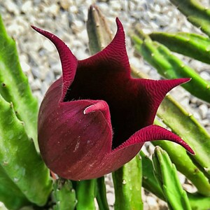 Stapelia leendertziae Black Bells Leendertz's Carrion Flower 10 Seeds image 9