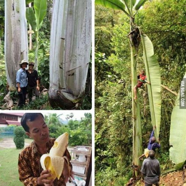 Musa ingens 2 Graines Giant Highland Banana