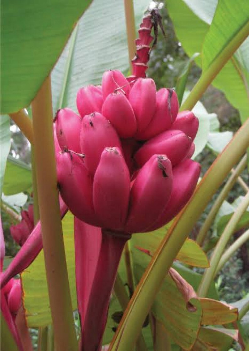 Musa Velutina Pink Dwarf Banana 5 Seeds Etsy UK