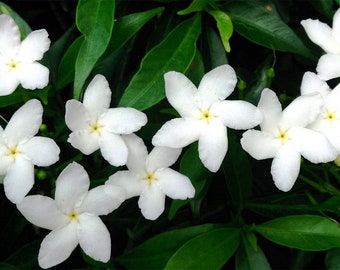 Tabernaemontana divaricata - Crape Jasmine, East India Rosebay - 5 seeds