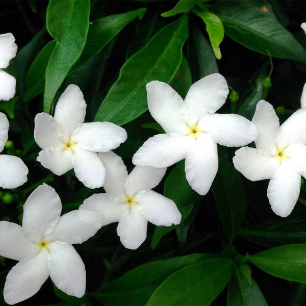 Tabernaemontana divaricata - Crape Jasmine, East India Rosebay - 5 seeds