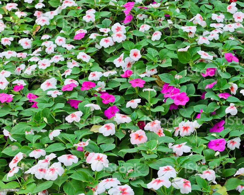 Catharanthus roseus Bright Eyes, Cape Periwinkle, Graveyard Plant, Madagascar Periwinkle, Old maid 50 Seeds image 3