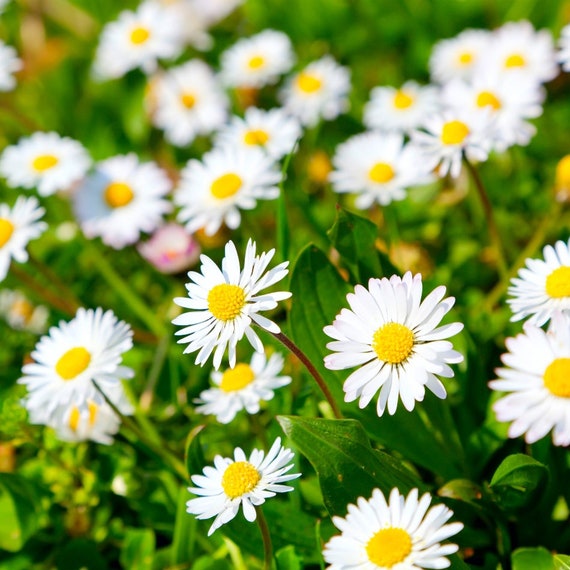 Bellis Perennis English Daisy 600 Seeds Etsy