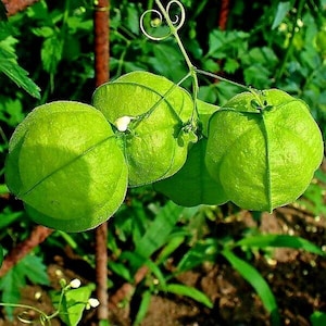 Cardiospermum halicacabum seeds Love-in-a-puff Balloon Vine 10 seeds image 5