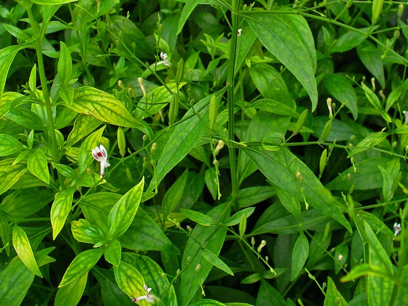 King Of Bitters, Green chiretta Andrographis paniculata 20 Seeds image 2