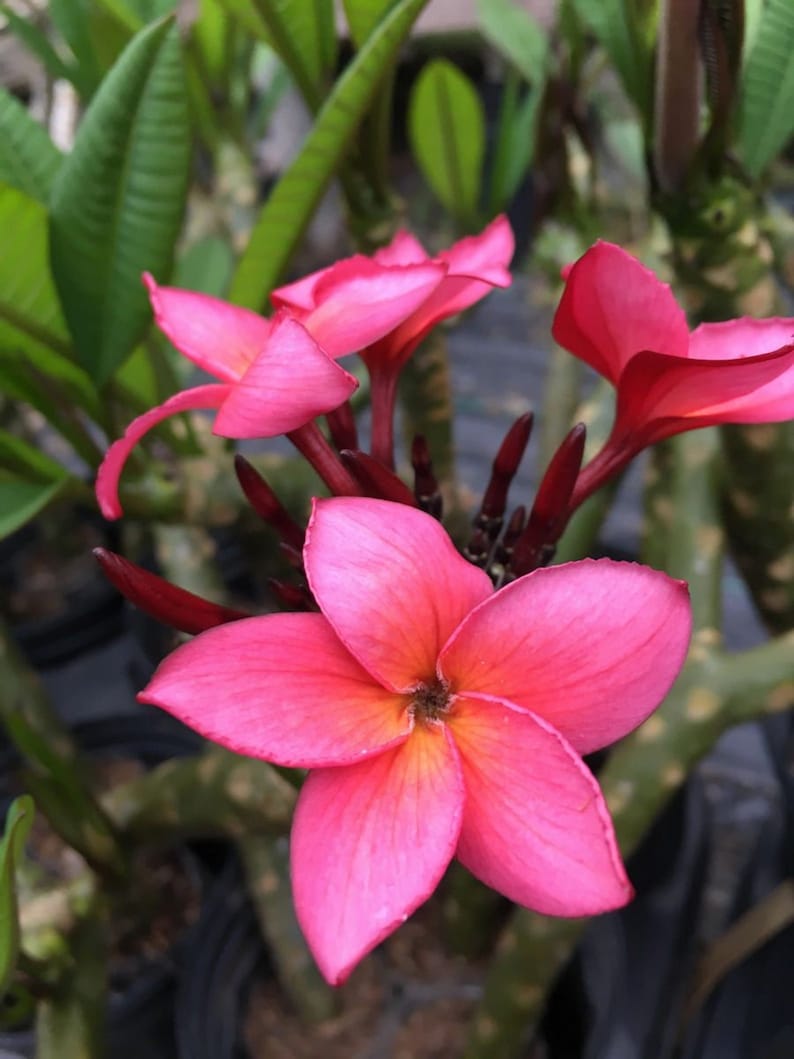 Plumeria Rubra Frangipani Intense Rainbow 5 Fresh Seeds image 3