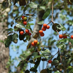 Ziziphus mauritiana Indian jujube, Chinese Apple, Chinese Date 10 seeds image 7