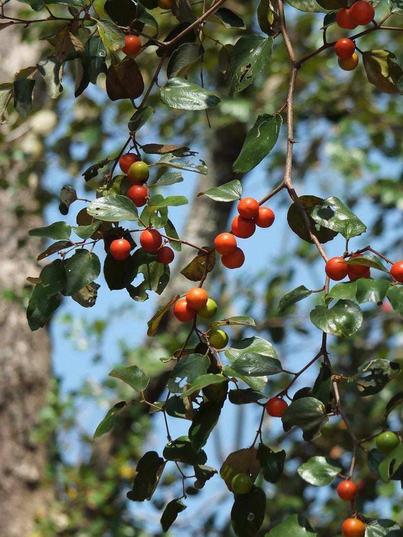 Ziziphus mauritiana Indian jujube, Chinese Apple, Chinese Date 10 seeds image 7